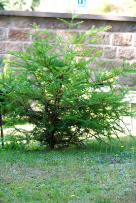 Sequoia sempervirens - sekvoje vždyzelená - celek